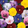 Viola X Wittrockiana Delta Monet Mixture Pansy