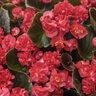 Begonia Semperflorens Double Up Red Bronze Leaf Begonia