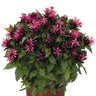Monarda Didyma Pocahontas Pink Bee Balm