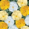 Viola X Wittrockiana Delta Buttered Popcorn Mixture Pansy