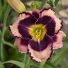 Hemerocallis X Rock Solid Daylily
