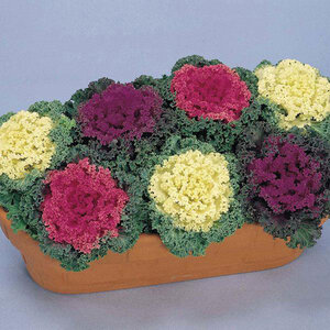 Brassica oleracea Nagoya Mixture Ornamental Kale 10 Count Flat