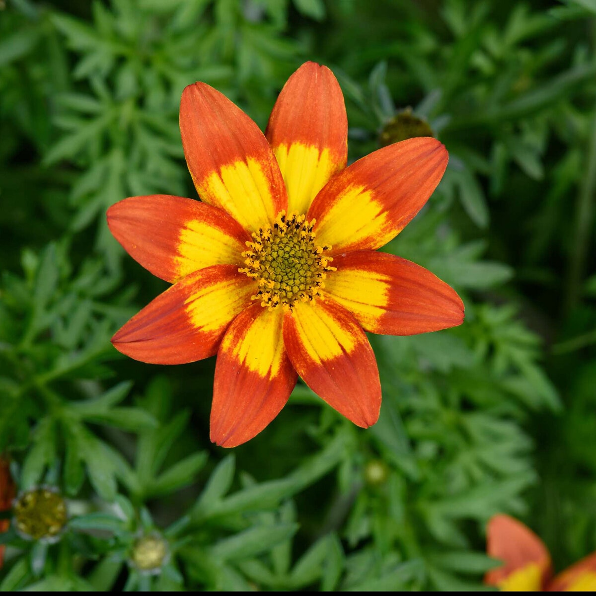 Bidens Ferulifolia Timeless Blazing Embers Apache Beggarticks | SiteOne US
