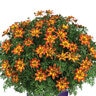 Bidens Ferulifolia Timeless Blazing Embers Apache Beggarticks