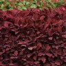 Solenostemon Scutellarioides FlameThrower Salsa Roja Coleus