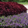Solenostemon Scutellarioides FlameThrower Salsa Roja Coleus