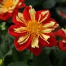 Dahlia Hybrida Starsister Scarlet & Yellow Dahlia