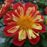 Dahlia Hybrida Starsister Scarlet & Yellow Dahlia