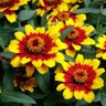 Zinnia X Hybrida Profusion Red Yellow Bicolor Zinnia