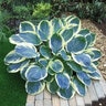 Hosta X Orions Belt Plantain Lily