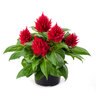 Celosia Argentea var. Spicata Kelos Fire Pink Cockscomb