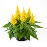Celosia Argentea var. Spicata Kelos Fire Yellow Cockscomb