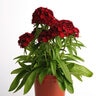 Dianthus Barbatus Dash Crimson Sweet William