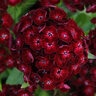 Dianthus Barbatus Dash Crimson Sweet William