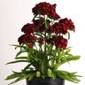 Dianthus Barbatus Dash Crimson Sweet William