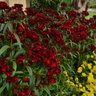 Dianthus Barbatus Dash Crimson Sweet William