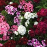 Dianthus Barbatus Dash Mixture Sweet William