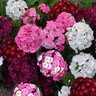 Dianthus Barbatus Dash Mixture Sweet William