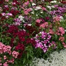 Dianthus Barbatus Dash Mixture Sweet William