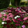 Dianthus Barbatus Dash Mixture Sweet William