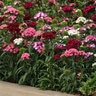 Dianthus Barbatus Dash Mixture Sweet William