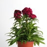 Dianthus Barbatus Dash Violet Sweet William