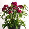 Dianthus Barbatus Dash Violet Sweet William