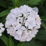 Dianthus Barbatus Dash White Sweet William