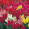 Antirrhinum Majus Sonnet Mixture Snapdragon