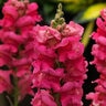 Antirrhinum Majus Sonnet Rose Snapdragon