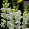 Antirrhium Majus Sonnet White Snapdragon
