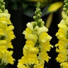 Antirrhinum Majus Sonnet Yellow Snapdragon