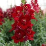 Antirrhinum Majus DoubleShot Crimson Red Snapdragon