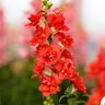 Antirrhinum Majus DoubleShot Orange Bicolor Snapdragon