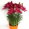 Lilium X Fantasiatic Raspberry Asiatic Lily