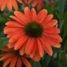 Echinacea X Hybrida Sombrero Tango Tangerine Coneflower