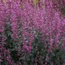 Agastache Aurantica Raspberry Daiquiri Hyssop