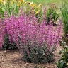 Agastache Aurantica Raspberry Daiquiri Hyssop