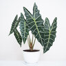 Alocasia X Dwarf Amazonica African Mask Elephant Ear