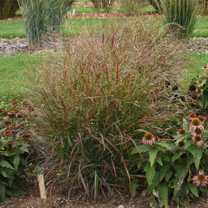 Panicum Virgatum Red Flame Switch Grass