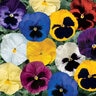 Viola X Wittrockiana Blotch Mixture Pansy