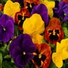 Viola X Wittrockiana Autumn Mixture Pansy