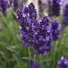 Lavandula Angustifolia Blue Spear English Lavender