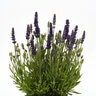 Lavandula Angustifolia Blue Spear English Lavender