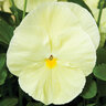 Viola X Wittrockiana Primrose Pansy