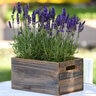 Lavandula Angustifolia Blue Spear English Lavender