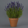 Lavandula Angustifolia Blue Spear English Lavender