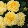 Rosa Floribunda Sunbelt Tupelo Honey Rose