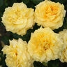 Rosa Floribunda Sunbelt Tupelo Honey Rose
