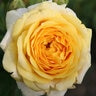 Rosa Floribunda Sunbelt Tupelo Honey Rose